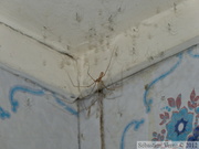 Pholcus phalangioides