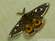 Saturnia pavonia, Petit Paon de Nuit, mâle