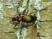 Carabus auronitens