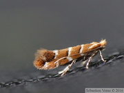 Cameraria ohridella