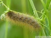 Phragmatobia fuliginosa, chenille