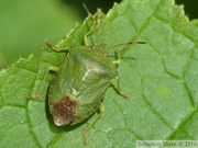 Hétéroptères/Homoptères