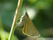 Thymelicus sylvestris, Hespérie de la Houque