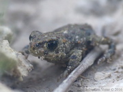 Bufo calamita, Crapaud calamite