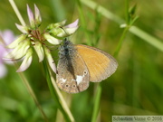 Coenonympha glycerion, le Fadet de la Mélique