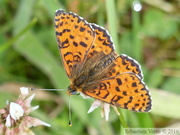 Melitaea didyma, la Mélitée orangée