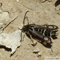Chamaesphecia bibioniformis, la Sésie de Montpellier
