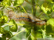 Malacosoma castrensis