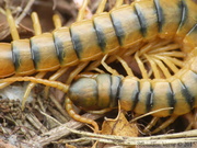 Scolopendra cingulata, Scolopendre méditerranéenne