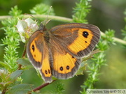 Pyronia bathseba, Ocellé rubané