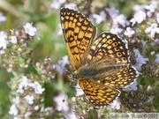 Melitaea cinxia, la Mélitée du plantain