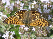 Melitaea cinxia, la Mélitée du plantain