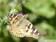 Vanessa cardui, Belle Dame