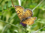 Mélitée du plantain