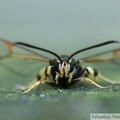 Synanthedon vespiformis, la sésie vespiforme, mâle