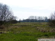 Marais de Noyelle (printemps)