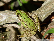 Grenouille verte, Pelophylax kl. esculentus