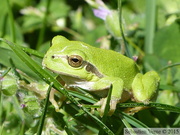 Rainette verte, Hyla arborea