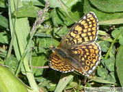 Mélitée du Plantain