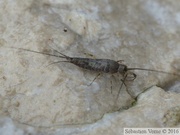 Petrobius sp., bord de mer