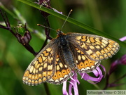 Euphydryas aurinia, le Damier de la Succise