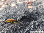 Philanthus triangulum