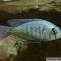 Haplochromis fischeri, mâle