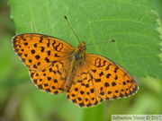 Brenthis daphne, le Nacré de la Ronce