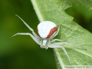 Misumena vatia