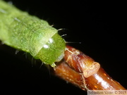 Phlogophora meticulosa, Méticuleuse, Chenille