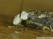 Trichophaga tapetzella