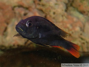 Haplochromis piceatus, mâle âgé de 5 ans