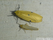Lithosia quadra, femelle et Eilema complana