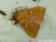 Odonestis pruni, la Feuille-morte du prunier, mâle