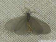 Sterrhopterix sp.