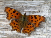 Polygonia c-album, Robert-le-Diable