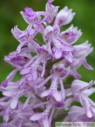 Orchis militaris