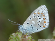 Argus bleu céleste, Polyommatus bellargus