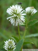 Trèfle des Montagnes, Trifolium montanum