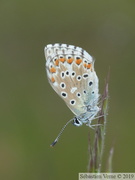 Argus bleu céleste, Polyommatus bellargus