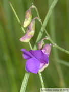 Gesse de Bauhin, Lathyrus bauhinii