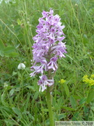 Orchis militaris