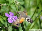 06843 Macroglossum stellatarum