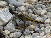 Orthetrum cancellatum femelle