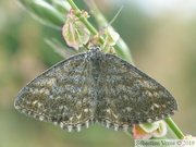 08036 Scopula immorata