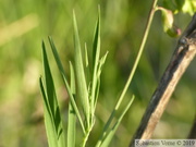 Gesse des Bois, Lathyrus sylvestris