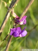 Gesse des Bois, Lathyrus sylvestris