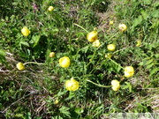 Trolle d'Europe, Trollius europaeus