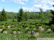 Touradons de Carex