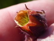 Benoîte des ruisseaux, Geum rivale